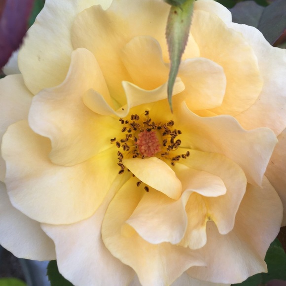 Meet your Posher, Salome - Picture 1 of 1